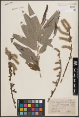 Foto von Salix dasyclados Wimm.